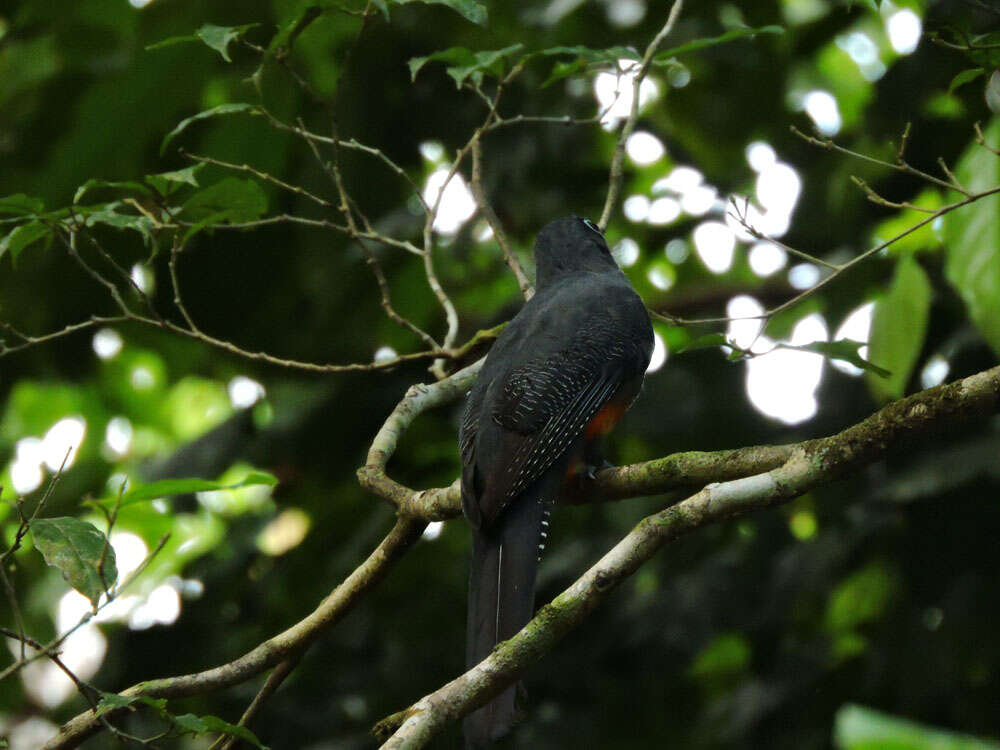 Image of Trogon Brisson 1760