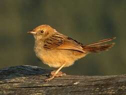 Image of Cisticola Kaup 1829