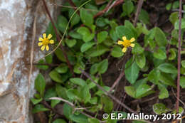 Image of spotflower