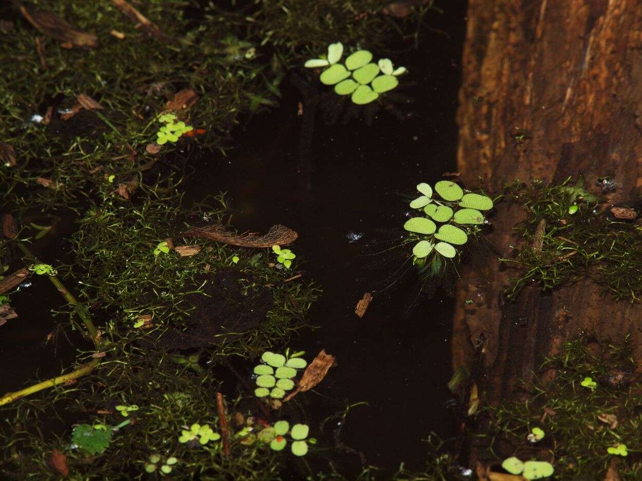 Image of floating ferns