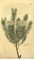 Image of Gnidia pinifolia L.