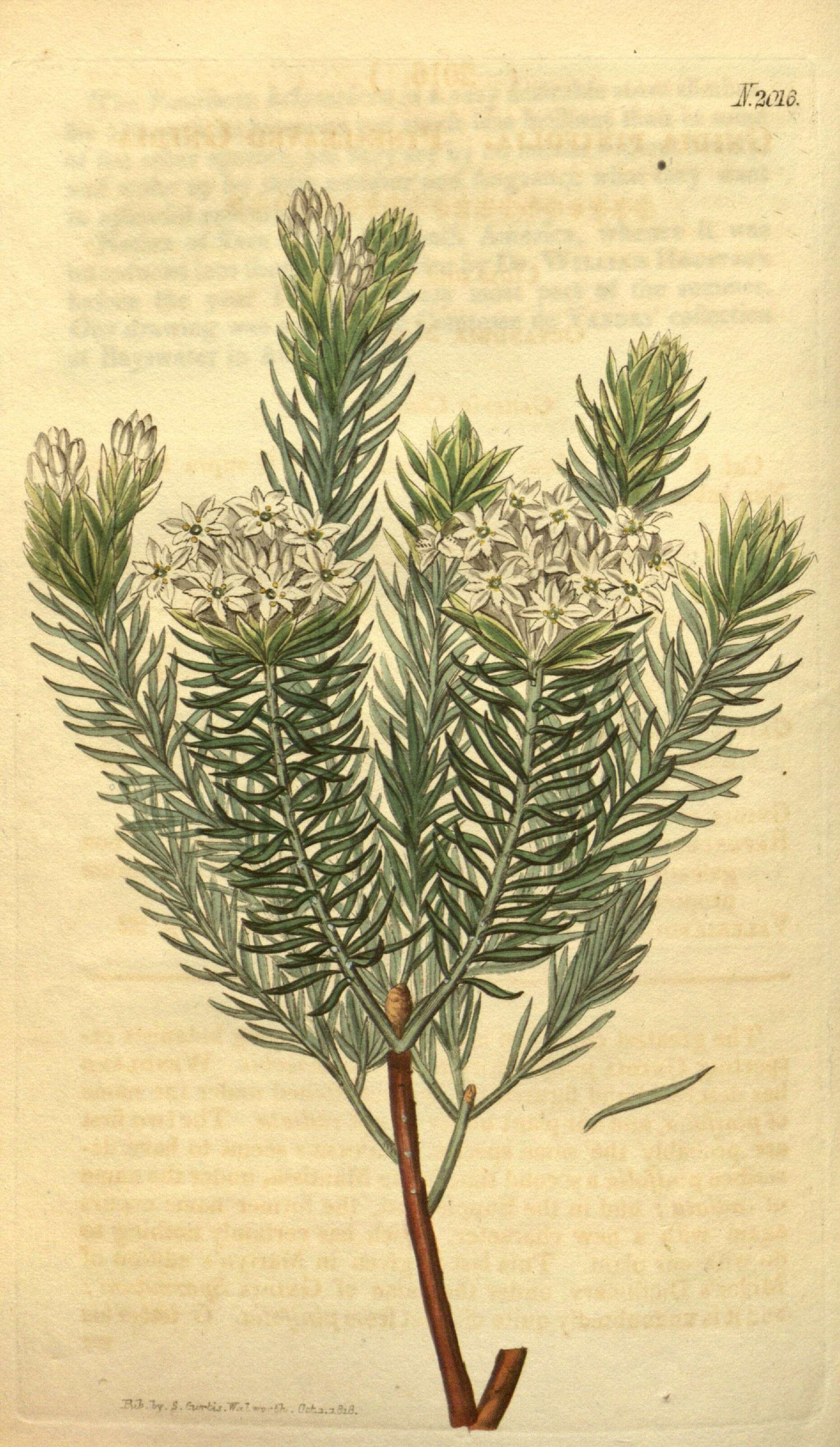 Image of Gnidia pinifolia L.