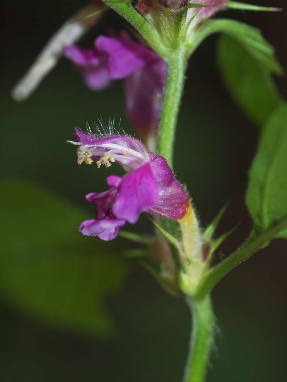 Image of hempnettle