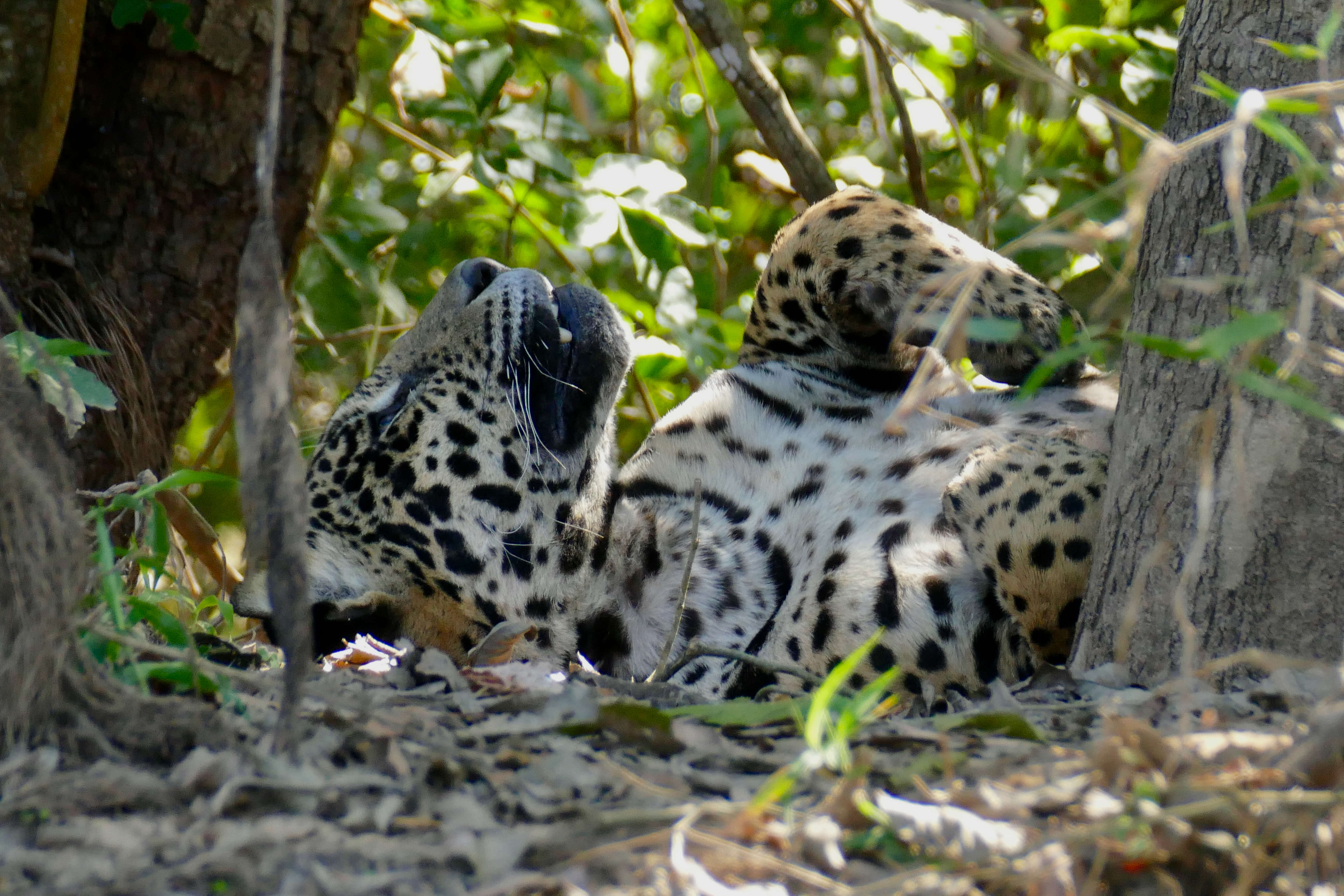 Image of big cats