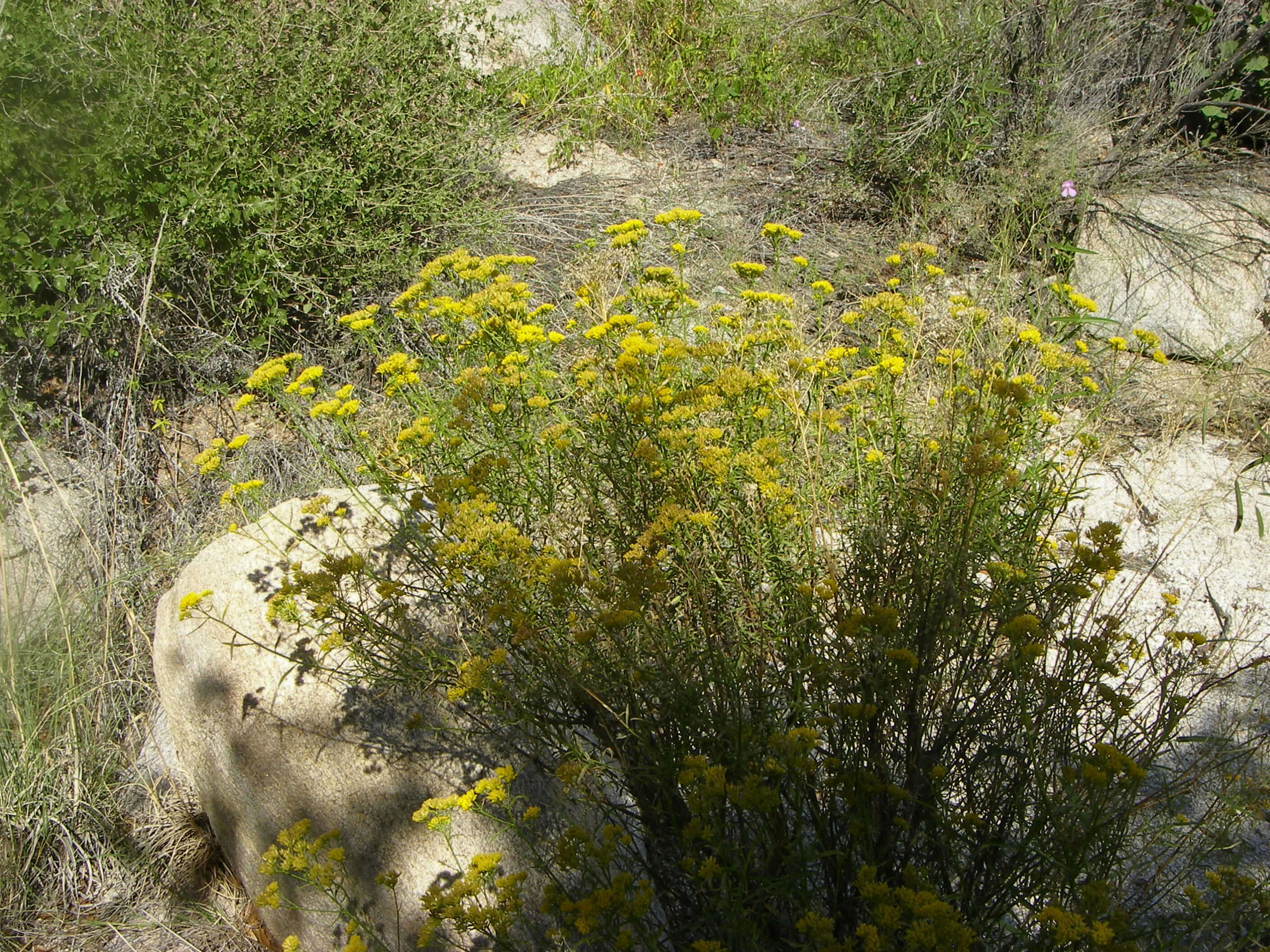 Image of gymnosperma