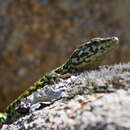 Image of Tyrrhenian Wall Lizard