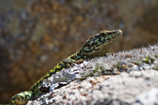 Image of Tyrrhenian Wall Lizard