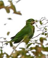 Image of Aratinga leucophthalma