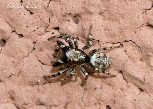 Image of jumping spiders