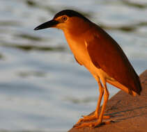 Image of Night Herons