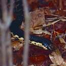 Image of Malagasy Giant Hognose Snake