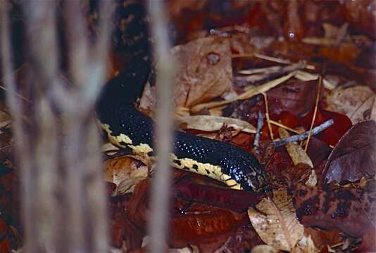 Image of Malagasy Giant Hognose Snake