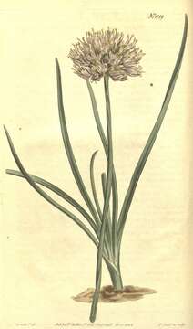 Image of chives