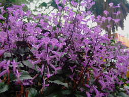 Image of Plectranthus ecklonii Benth.