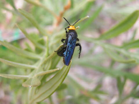 Image of scoliid wasps