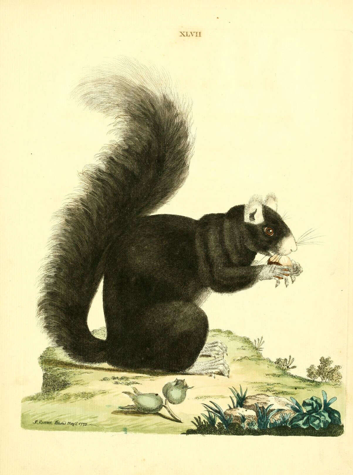 Imagem de Sciurus subgen. Sciurus Linnaeus 1758