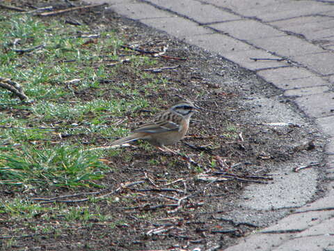 Image of Emberiza Linnaeus 1758