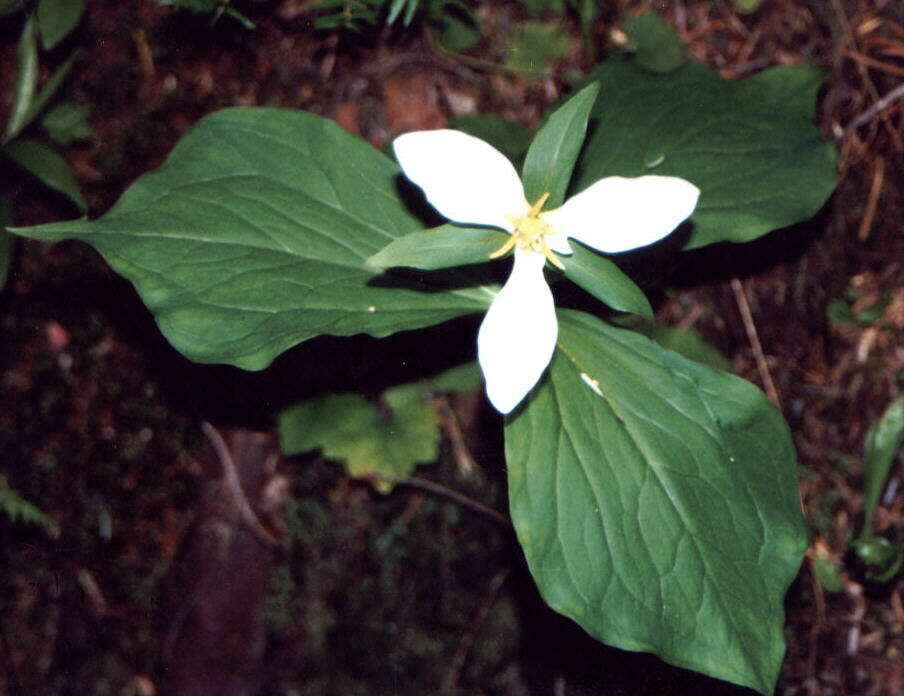 Imagem de Trillium ovatum Pursh