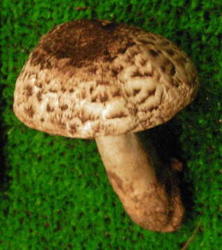 Image de Agaric ceinturé