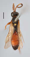 Image of Ichneumon