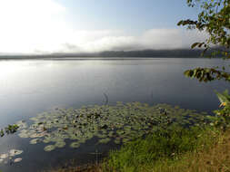 Image of Dotleaf waterlily