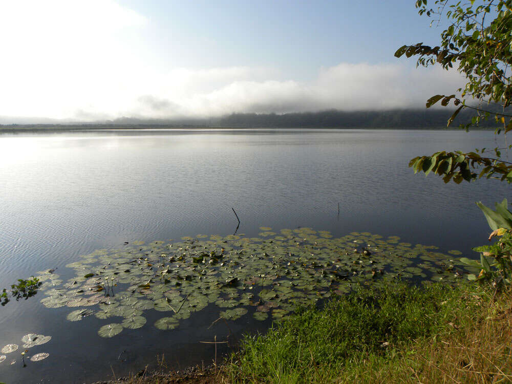 Image of waterlily