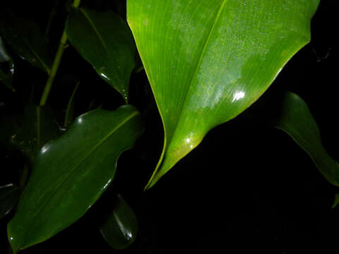 Image of Costus wilsonii Maas