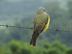 Image of Tropical Kingbird