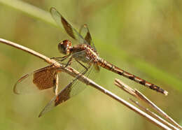 Слика од Erythrodiplax umbrata (Linnaeus 1758)