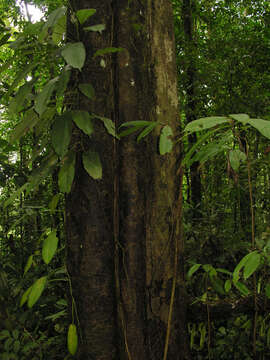 Image of Apeiba membranacea Spruce ex Benth.