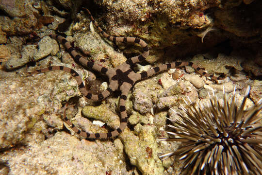 Image of Banded Brittle Star