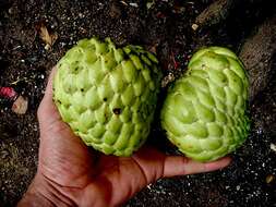 Imagem de Annona squamosa L.