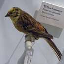 Image of Yellowhammer