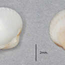 Image of oval cockle