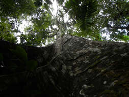 Image of Sloanea laurifolia (Benth.) Benth.