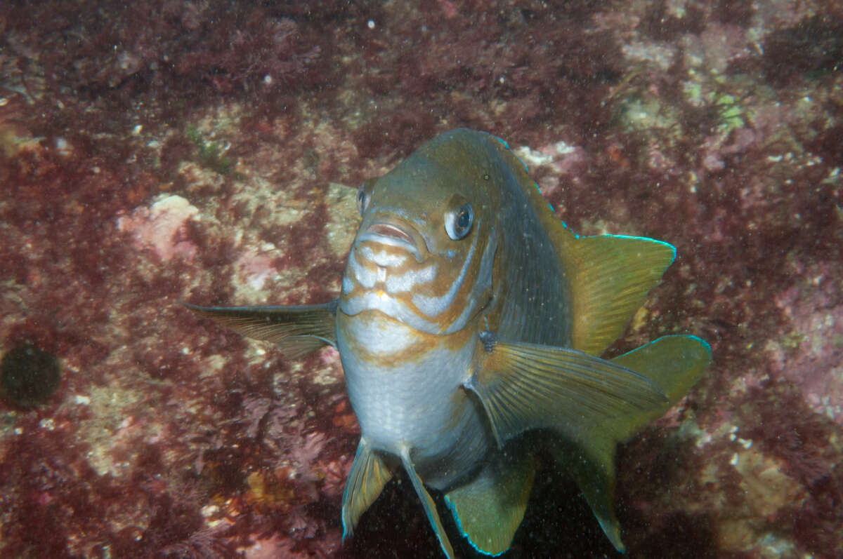 Image of Common scalyfin