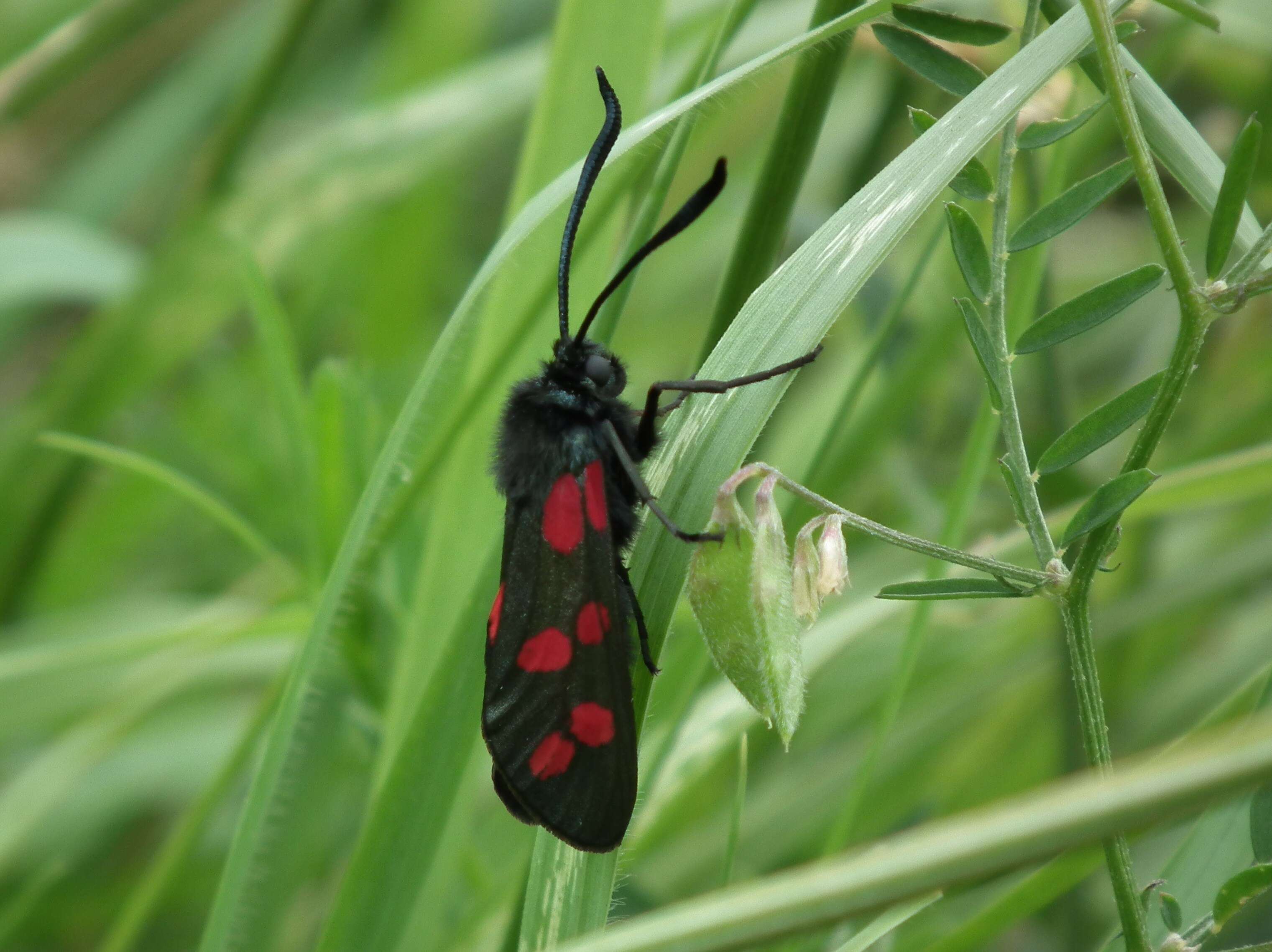 Image of Zygaena