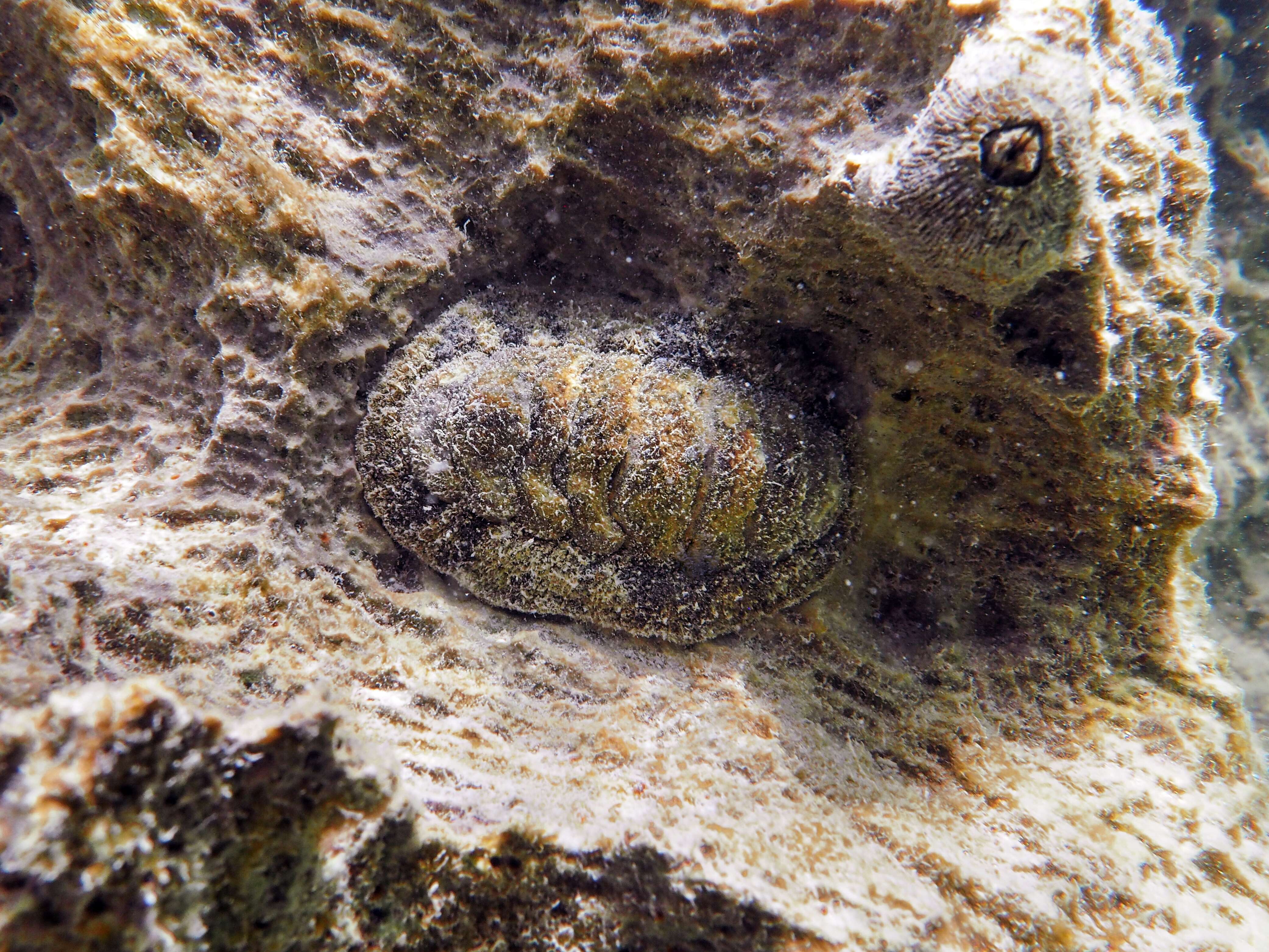 Image of spiny chitons