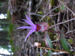 Image of Calypso bulbosa