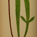 Image of Austroblechnum patersonii subsp. patersonii