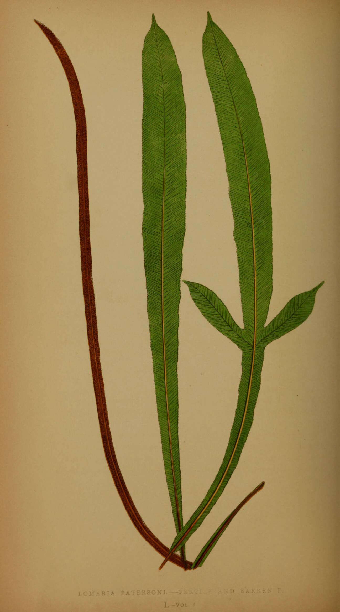 Image of Austroblechnum patersonii (R. Br.) Gasper & V. A. O. Dittrich