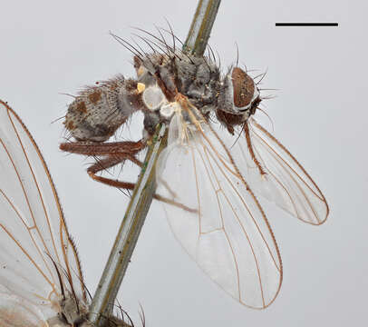 Image of Tiger Flies