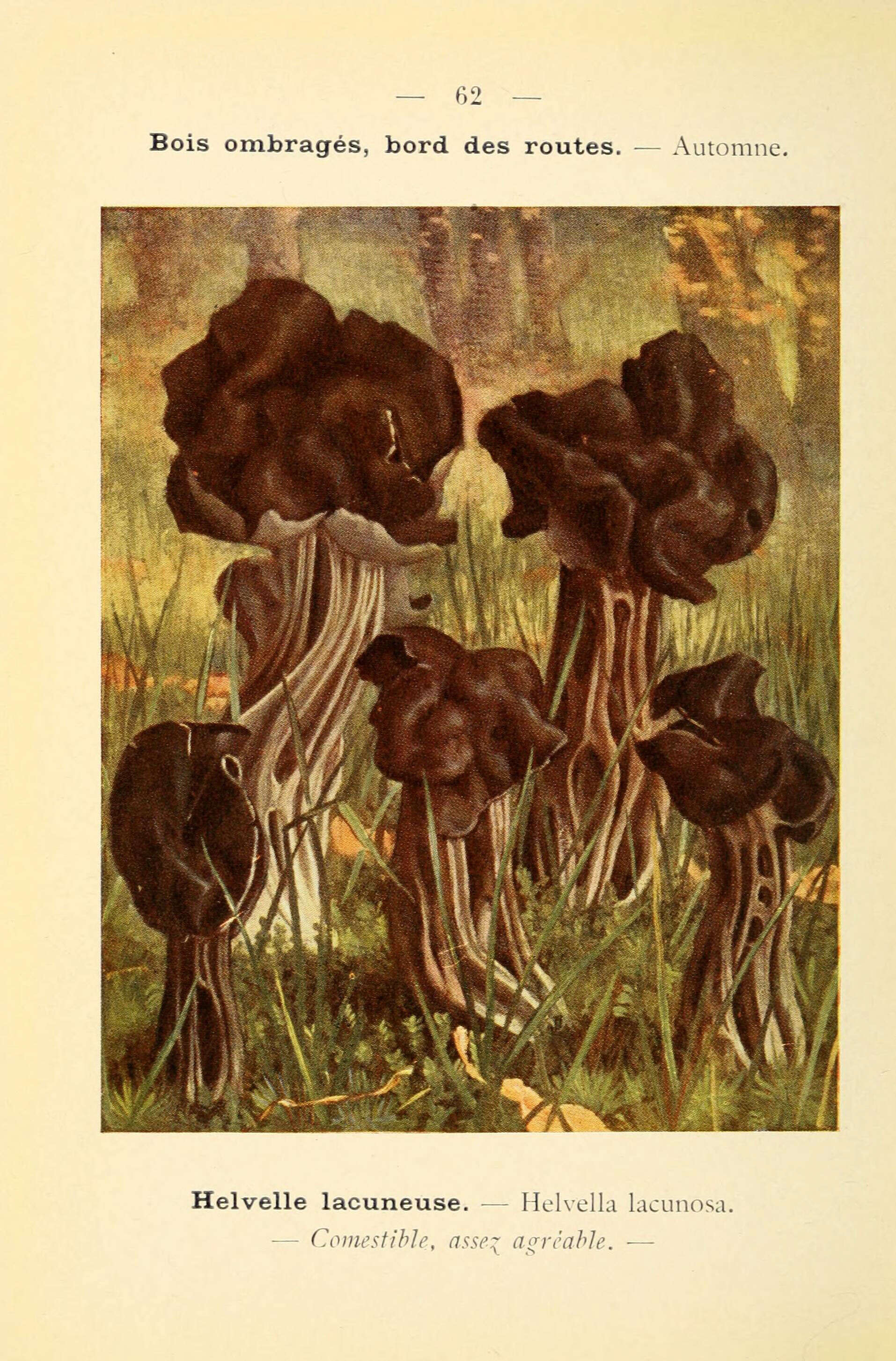 Image of Helvellaceae