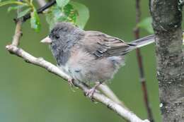 Image of juncos