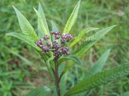 Image of ironweed