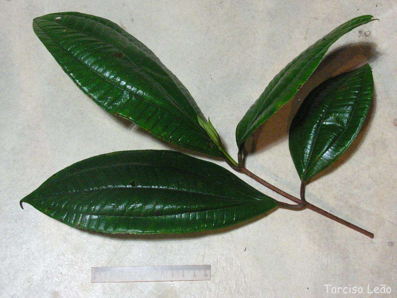 Image of Henriettea succosa (Aubl.) DC.