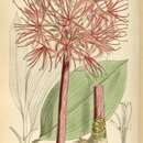 Image of Scadoxus multiflorus subsp. longitubus (C. H. Wright) Friis & Nordal