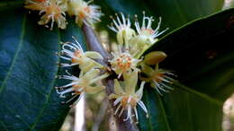 Image of Casearia javitensis Kunth