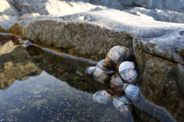 Image of Austrolittorina unifasciata (Gray 1826)