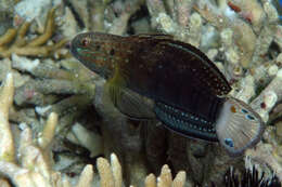 Image of Amblygobius stethophthalmus